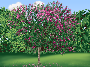 Crabapple tree